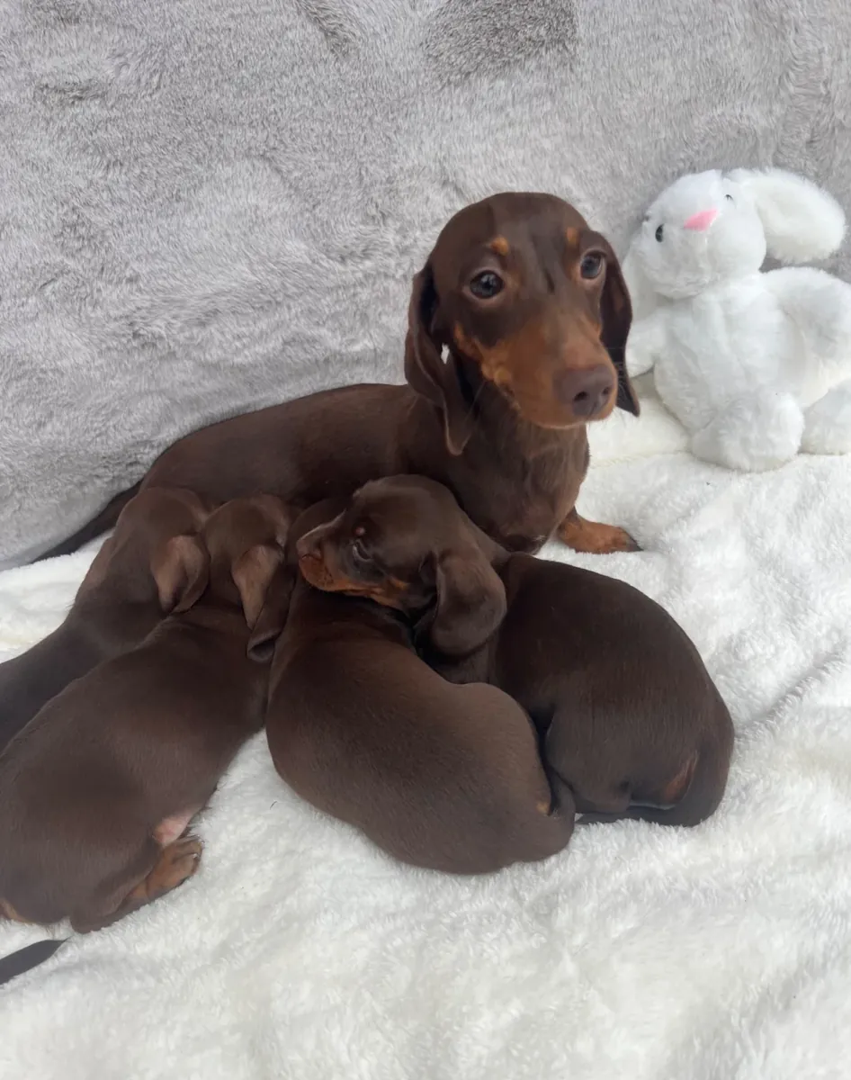 Chiots teckel