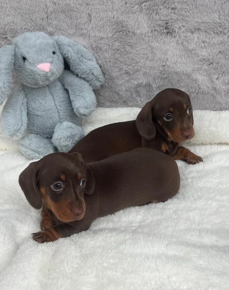 Chiots teckel
