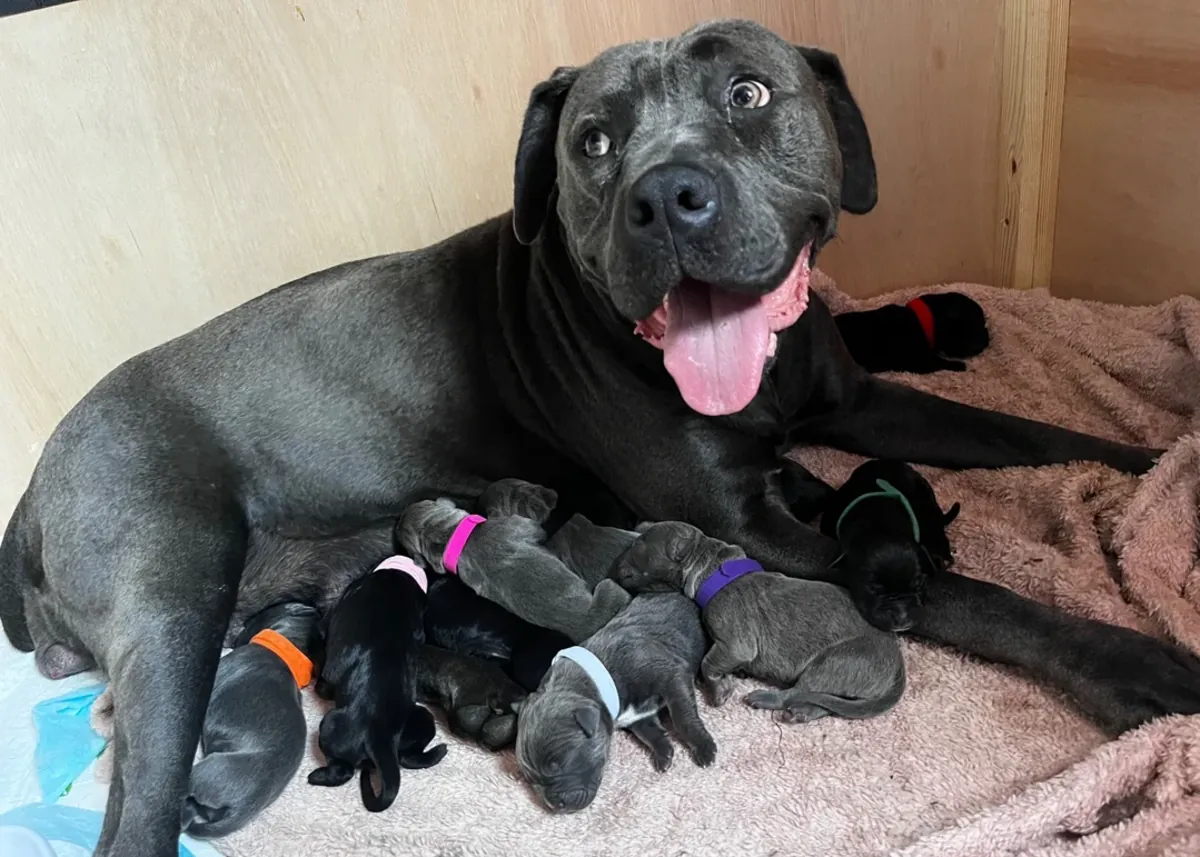 Cane corso kutsikad