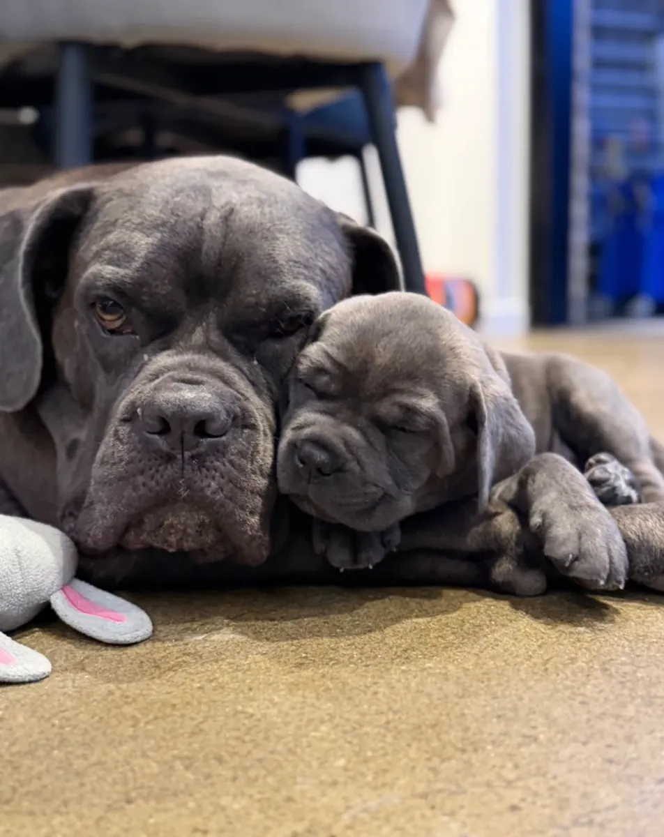 Cane corso kutsikad