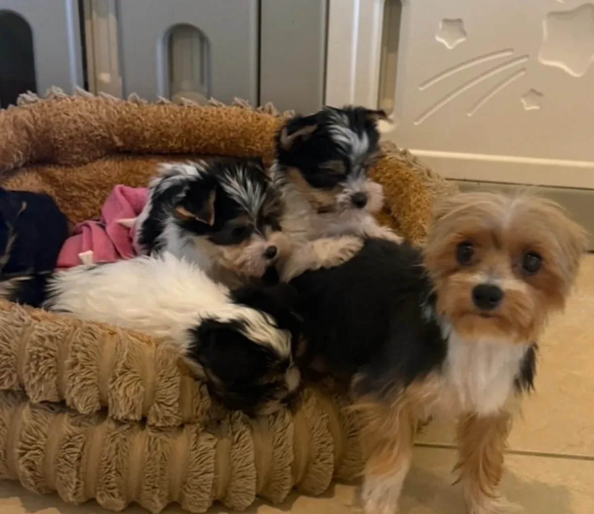 Chiots Yorkshire terrier