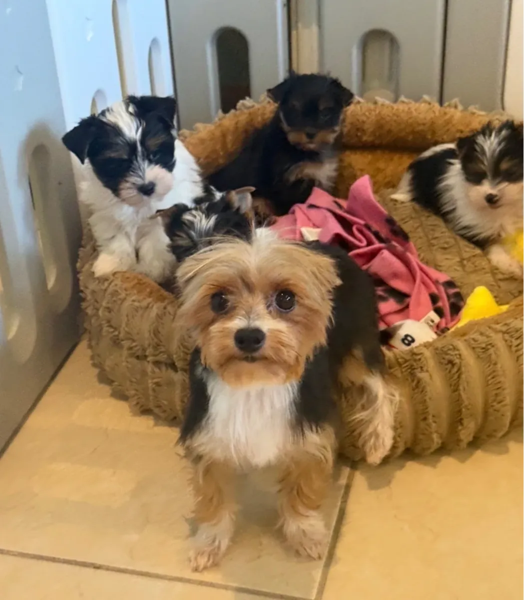 Chiots Yorkshire terrier