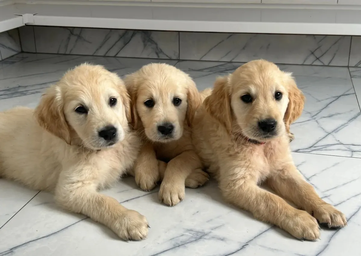 Kuldse retriiveri kutsikad