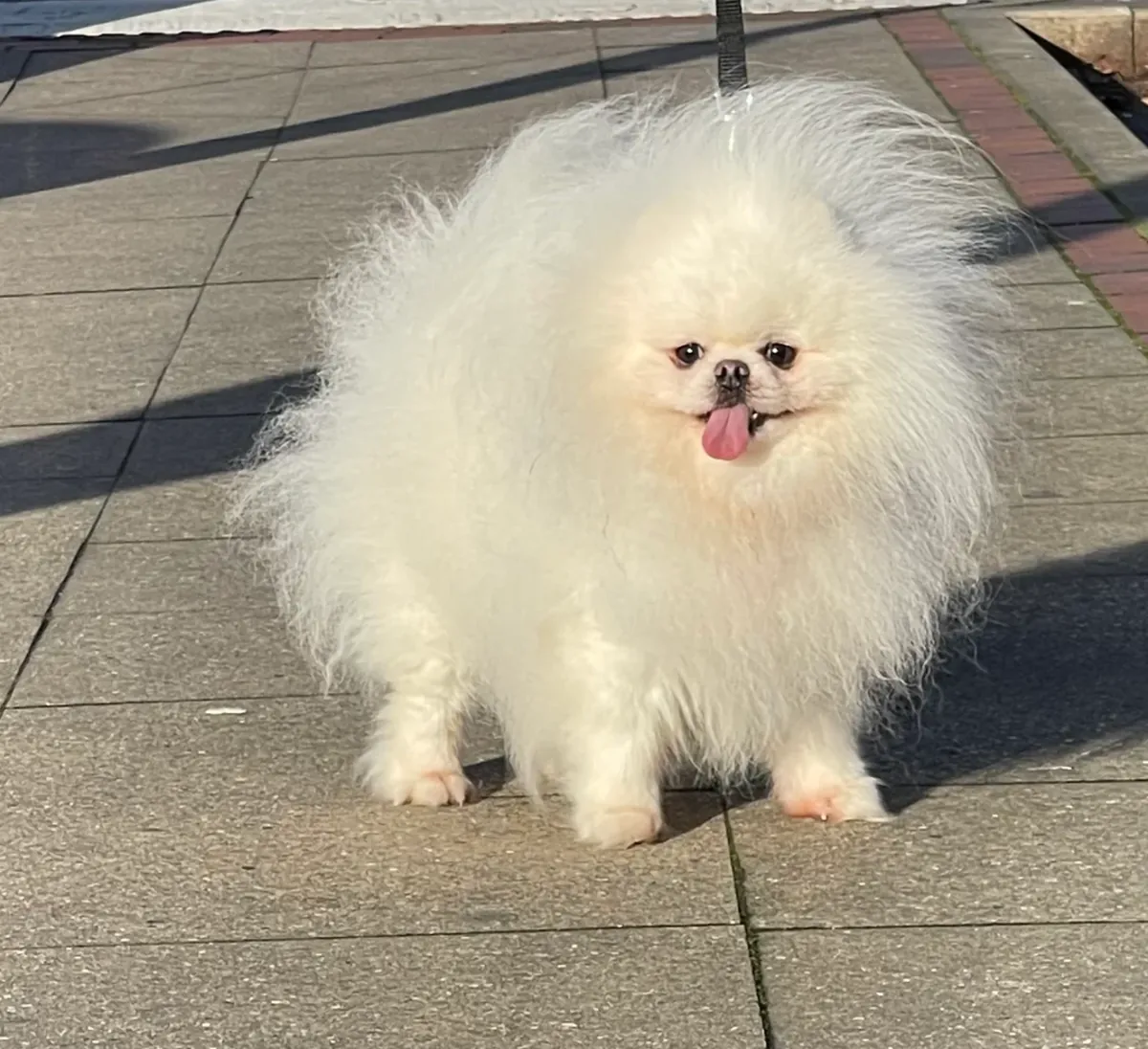 Pomeranian puppies