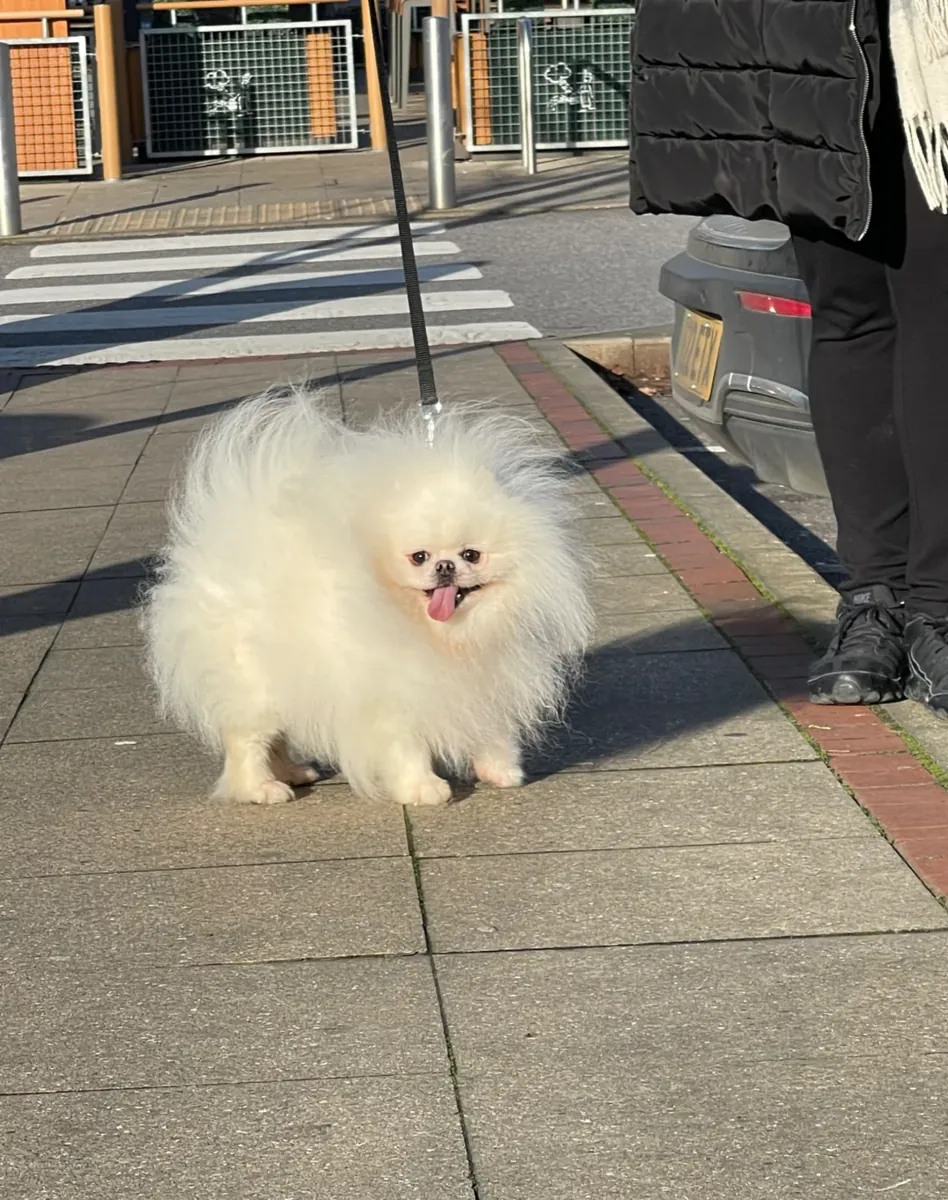 Pomeranian puppies