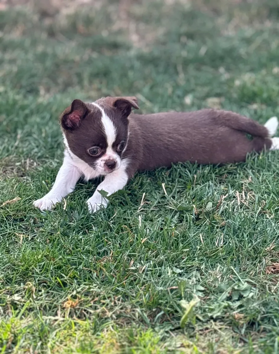 Beautiful Chihuahua puppies