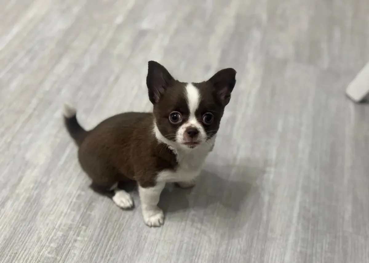 Beautiful Chihuahua puppies