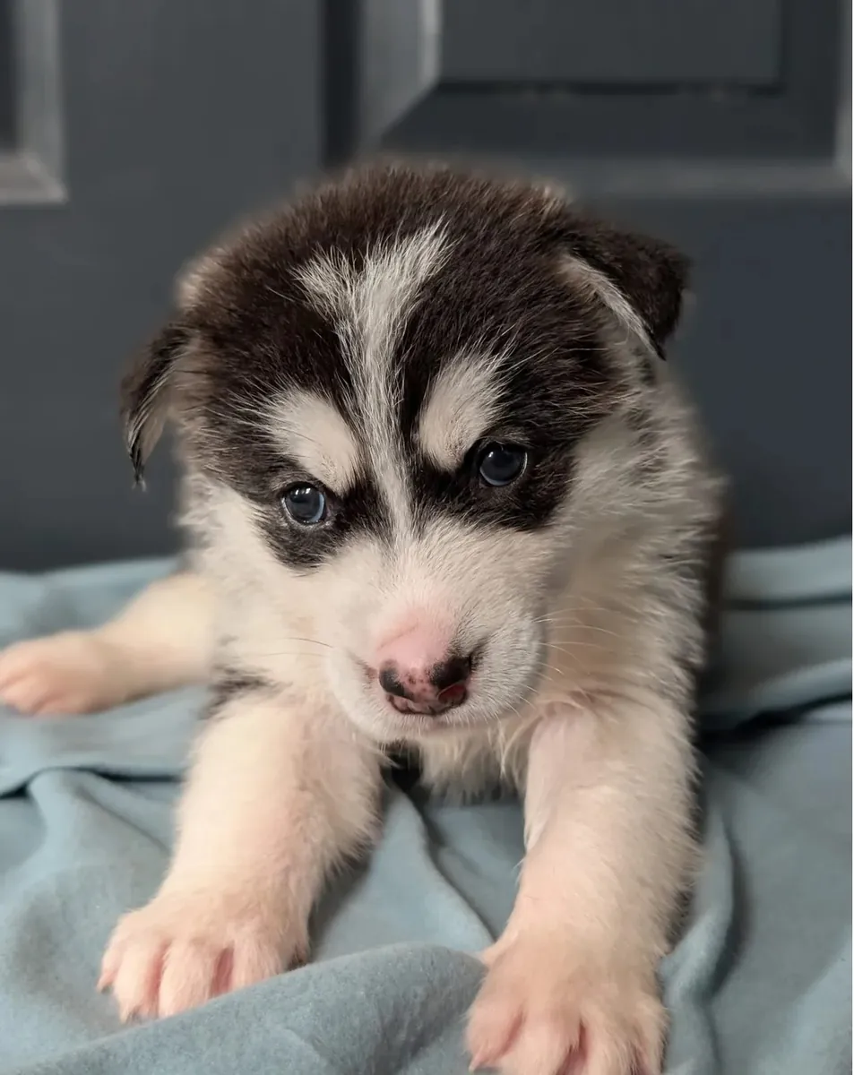 Beautiful Siberian Husky pups