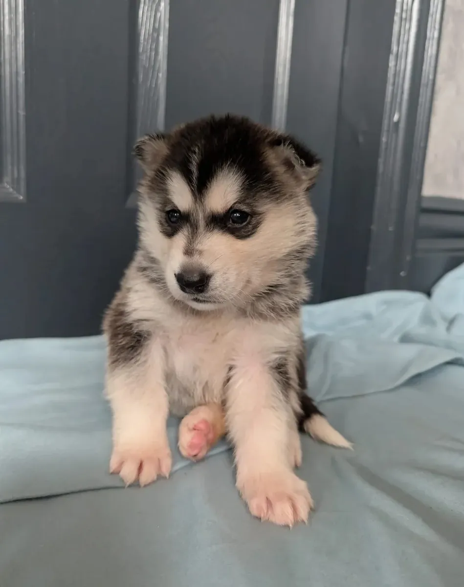 Beautiful Siberian Husky pups