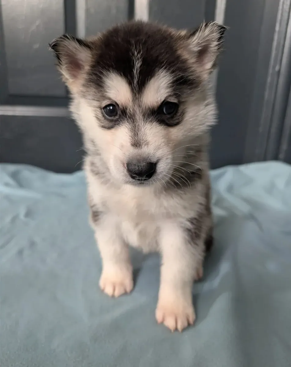 Beautiful Siberian Husky pups
