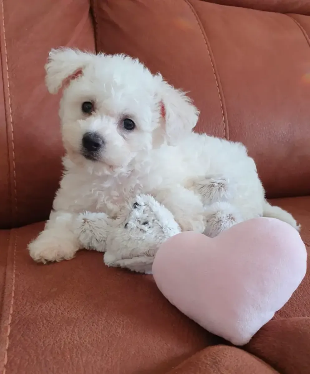 Super Cute Puppies