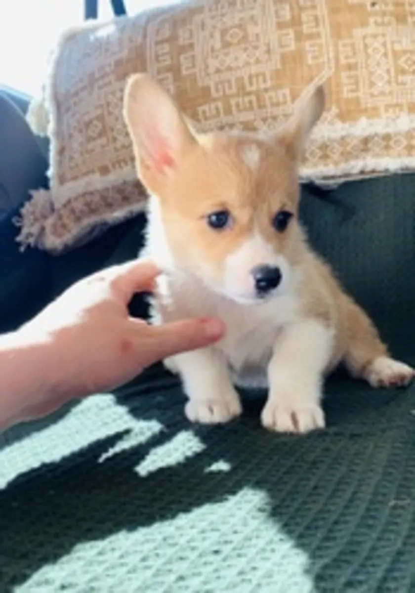 Sprudlande Pembroke Welsh Corgi-valpar redo