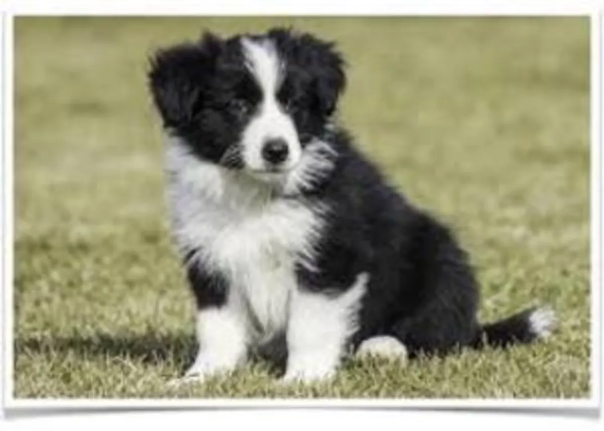 AKC 边境牧羊犬幼犬