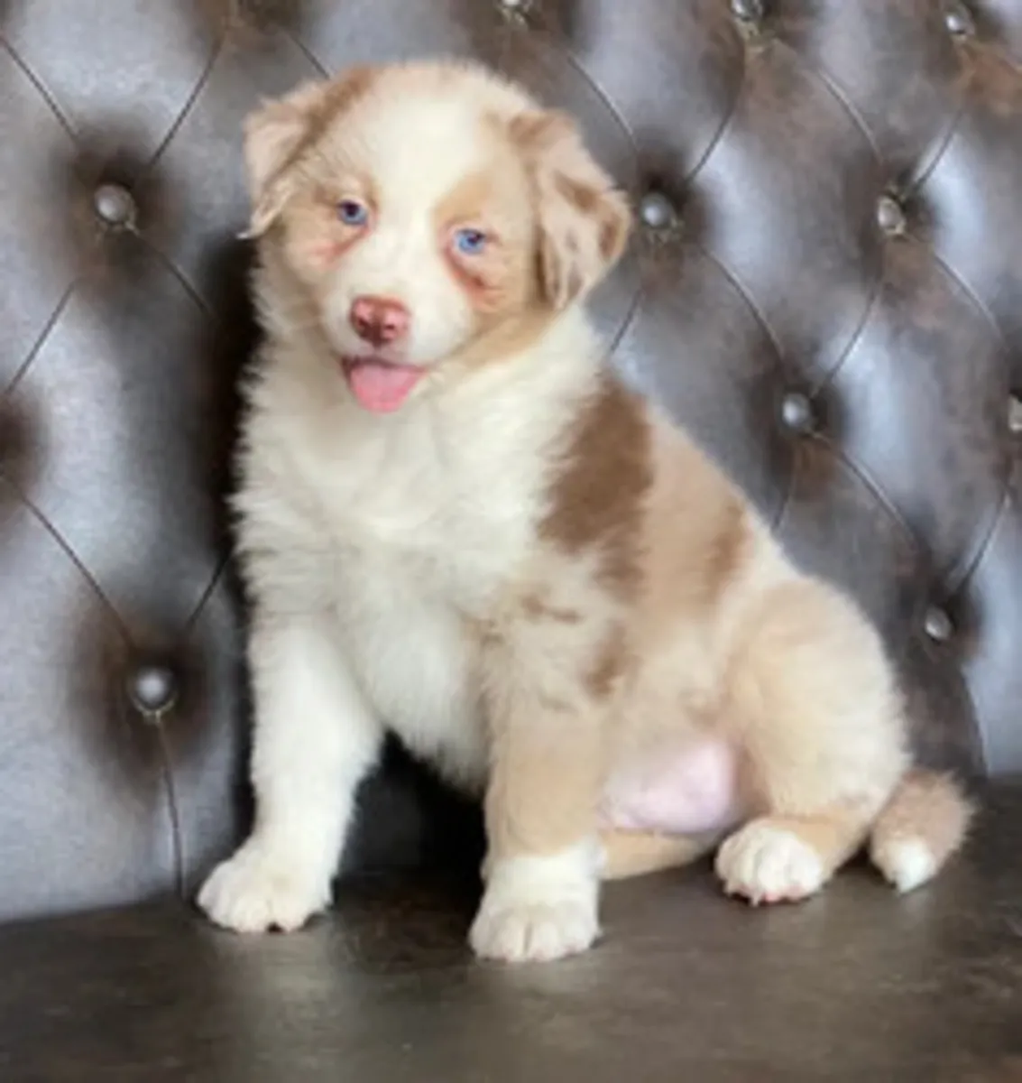 Cachorros de Pastor Australiano en adopción
