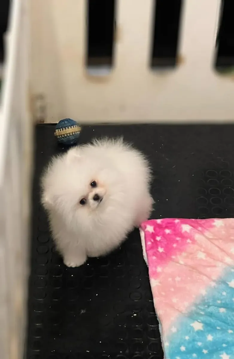 Beautiful Male Pomeranian Looking for His Forever Home 🐾