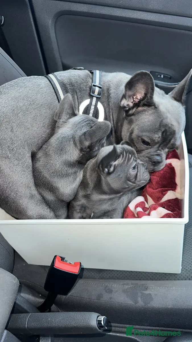 Chiots Bouledogue Français