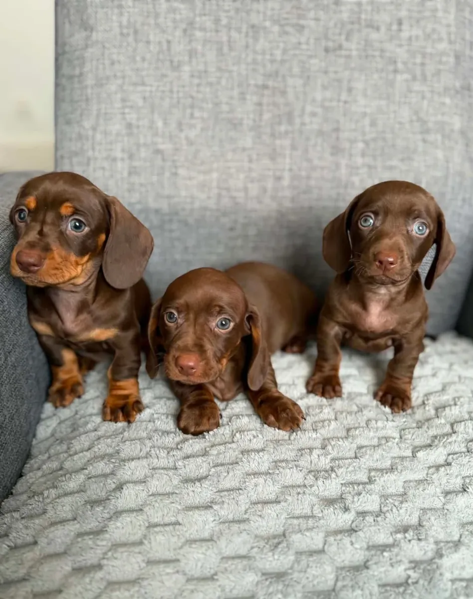 Dachshund Puppies
