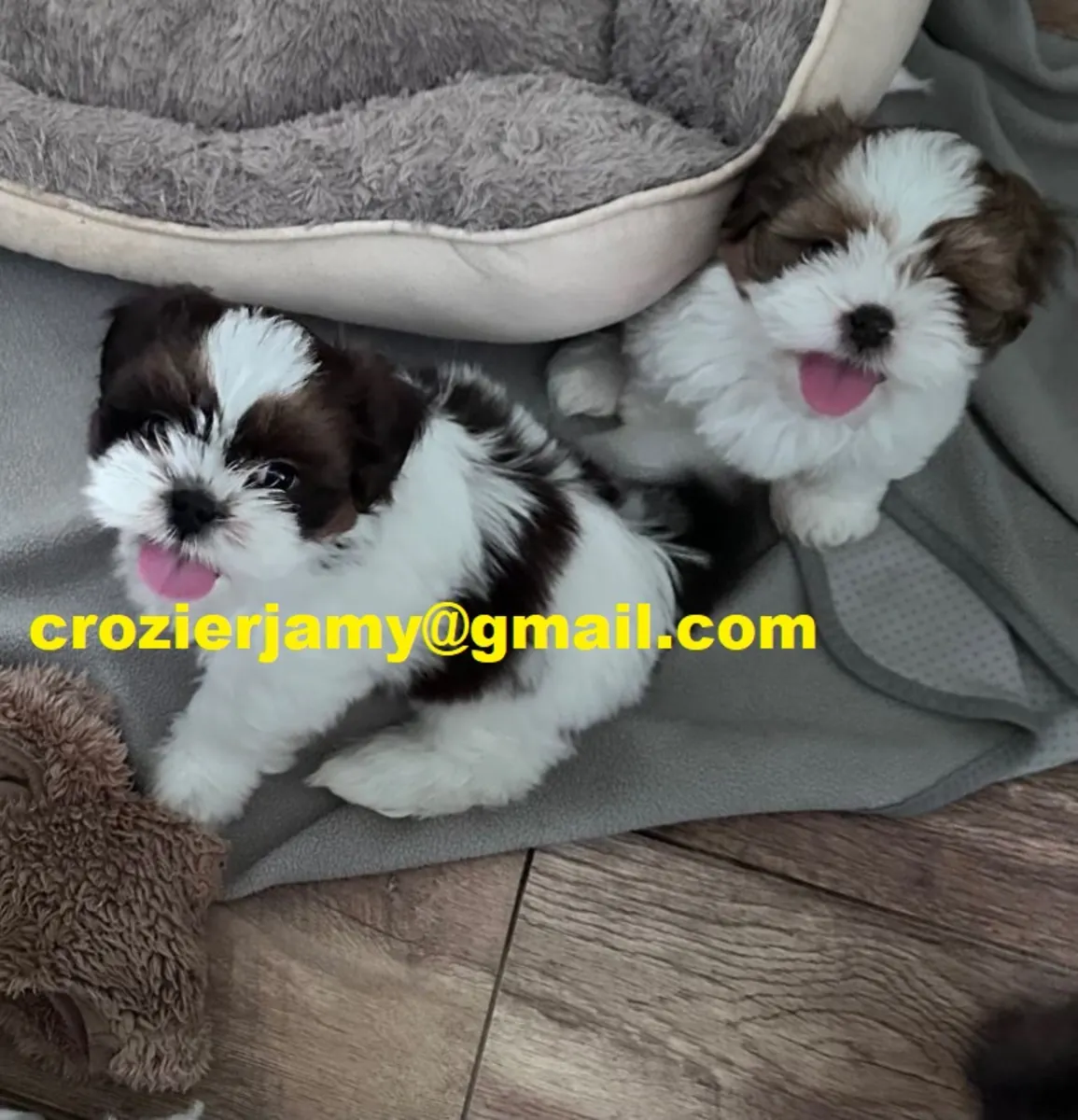 .Cachorros de Shih Tzu 