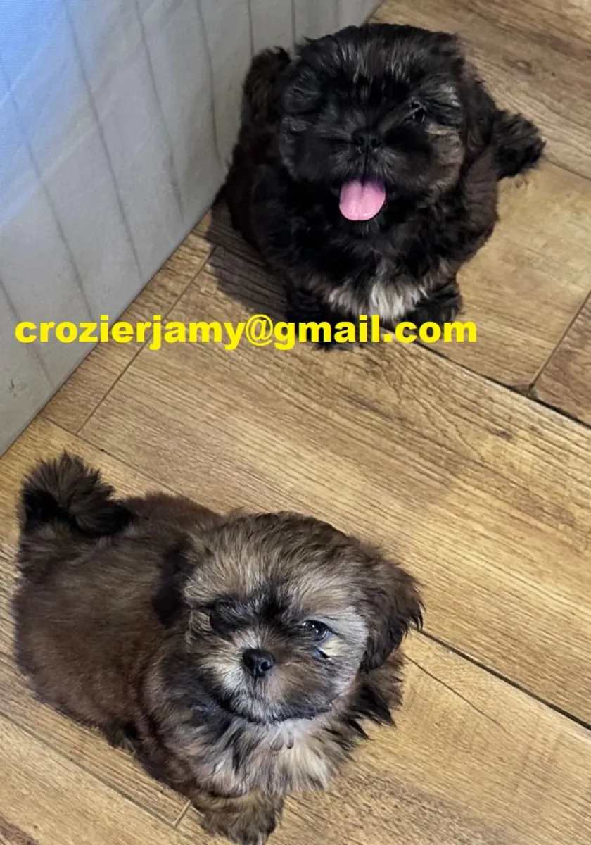 .Cachorros de Shih Tzu 
