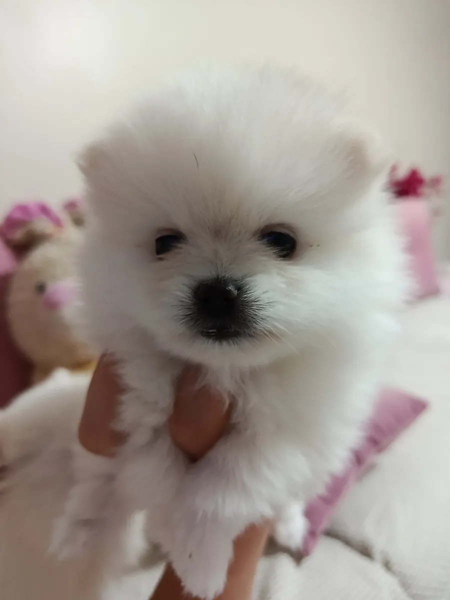 2 aylık dişi pomeranian