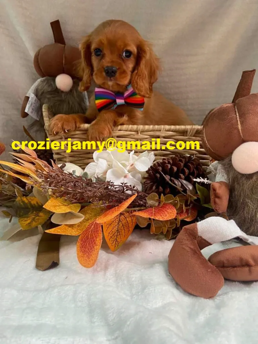 Cachorros de cavalier king charles
