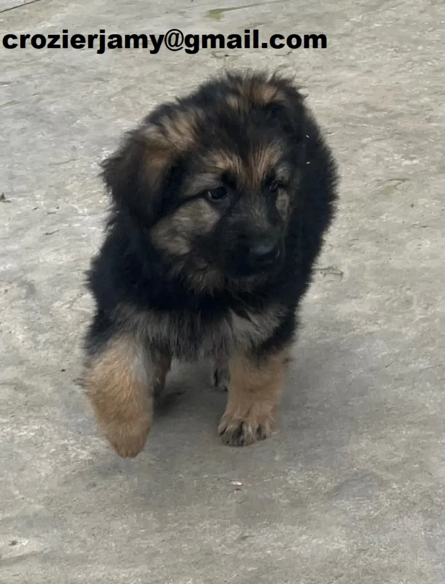 Cachorros de pastor alemán