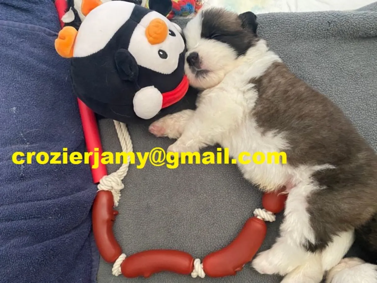 Chiots de saint bernard à la recherche d'un foyer