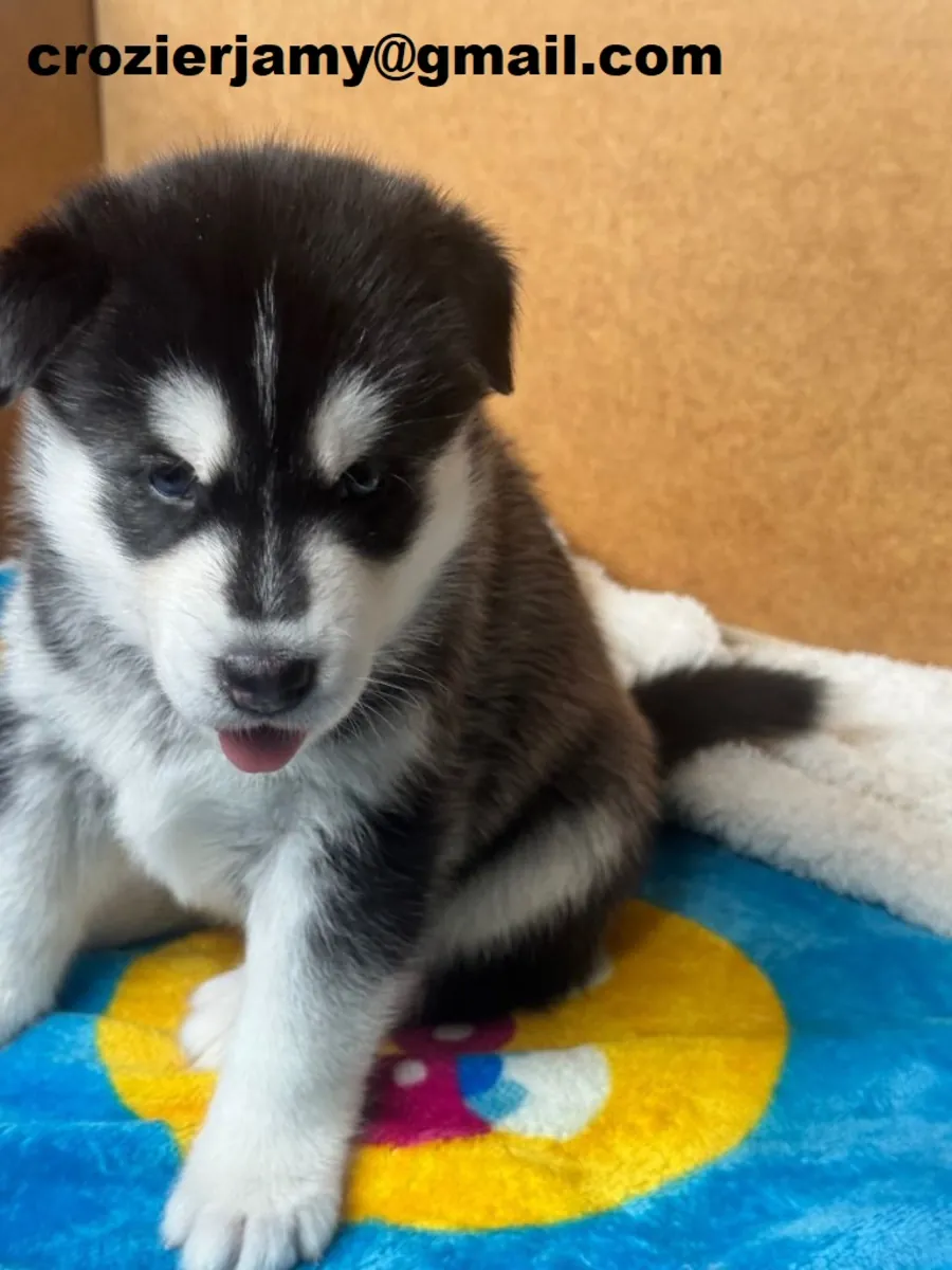 Chiots husky sibérien