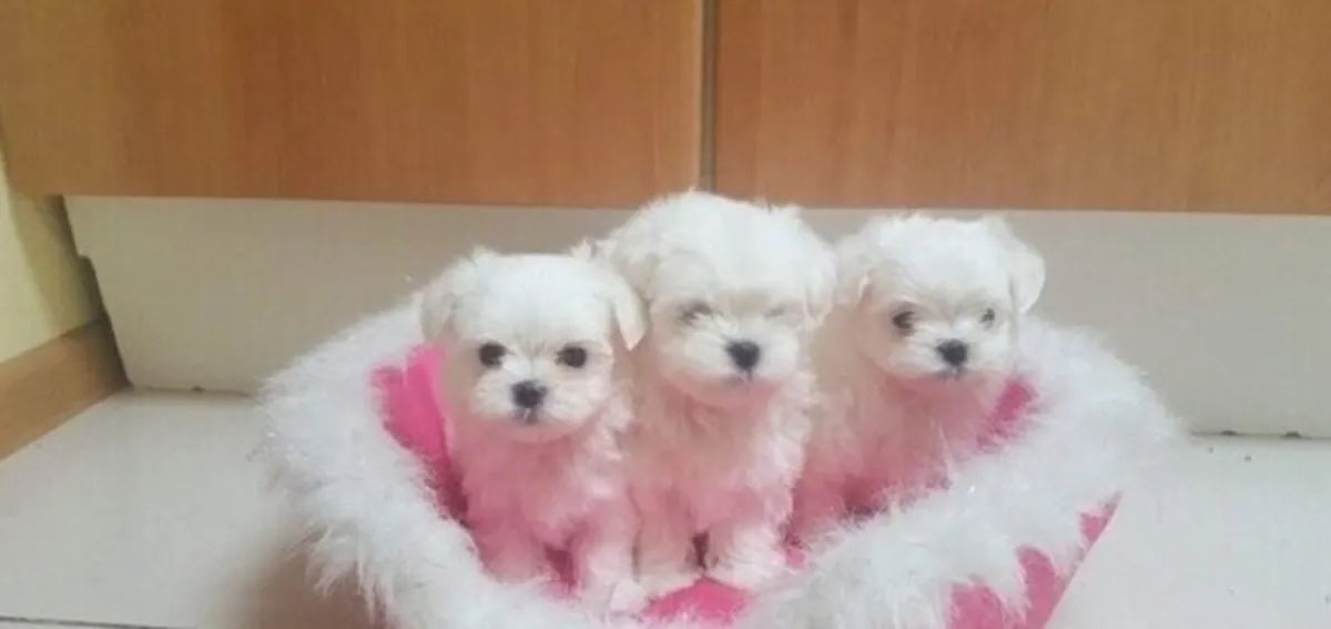 待领养的马尔济斯幼犬