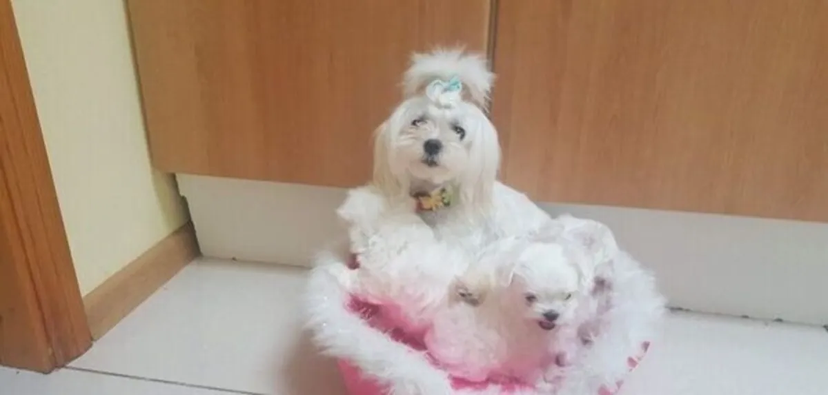 待领养的马尔济斯幼犬