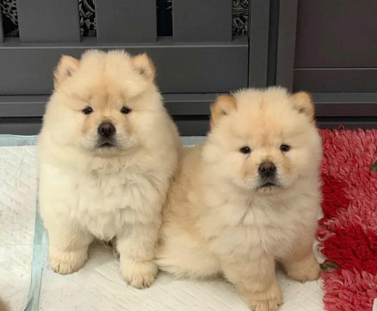 待领养的松狮幼犬
