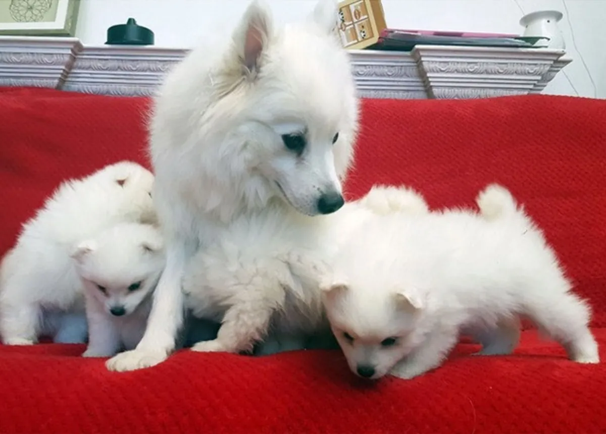 Cachorros de spitz japonés buscan un nuevo hogar