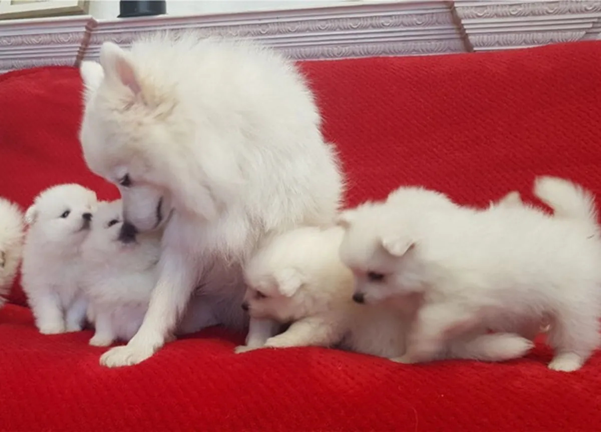 Cachorros de spitz japonés buscan un nuevo hogar