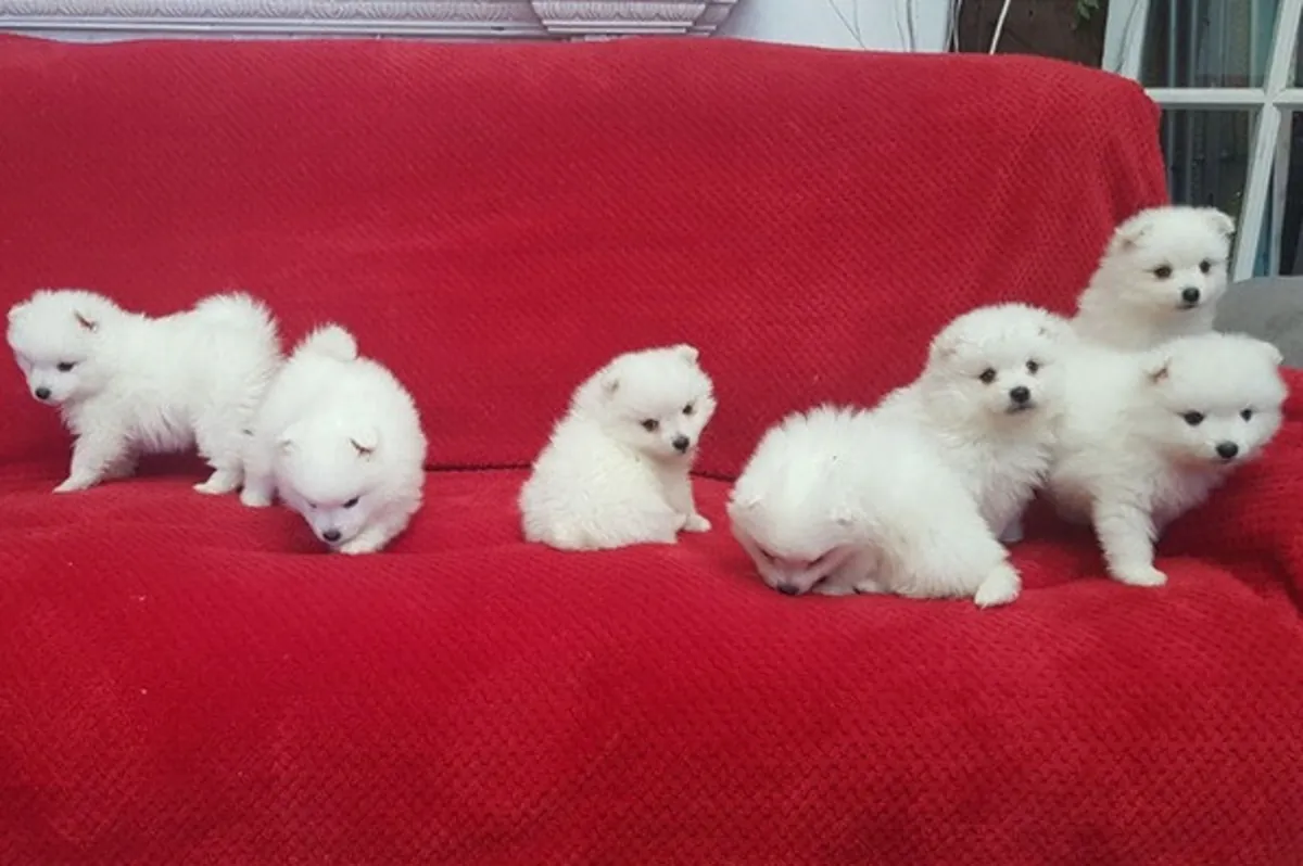 Cachorros de spitz japonés buscan un nuevo hogar