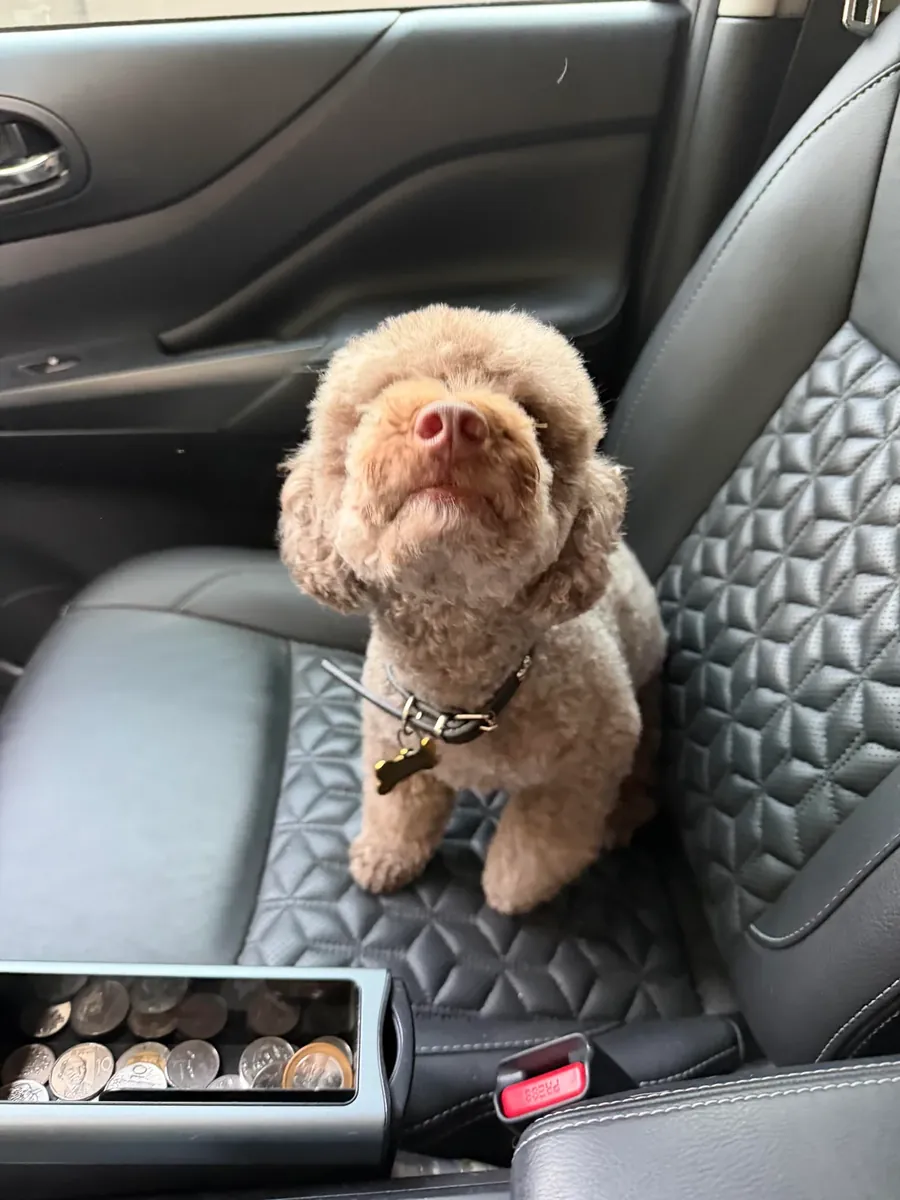 hayat düzeni yüzünden sahiplendirme