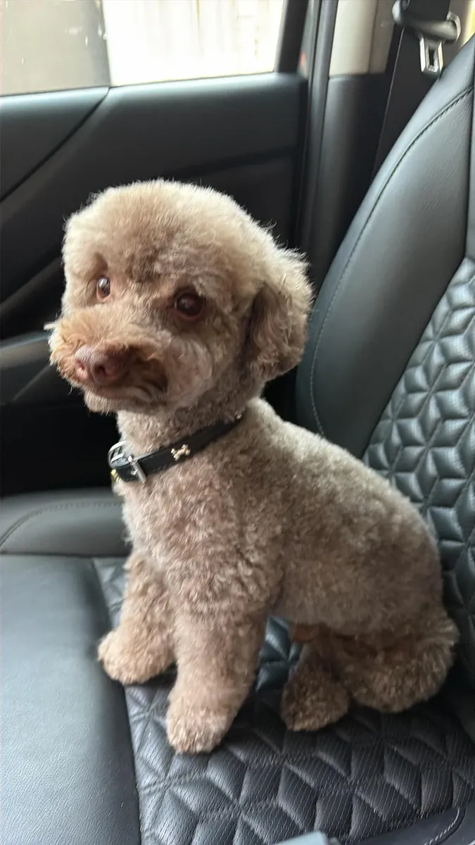 hayat düzeni yüzünden sahiplendirme