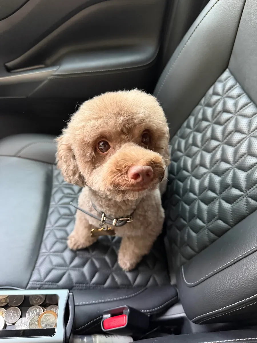 hayat düzeni yüzünden sahiplendirme