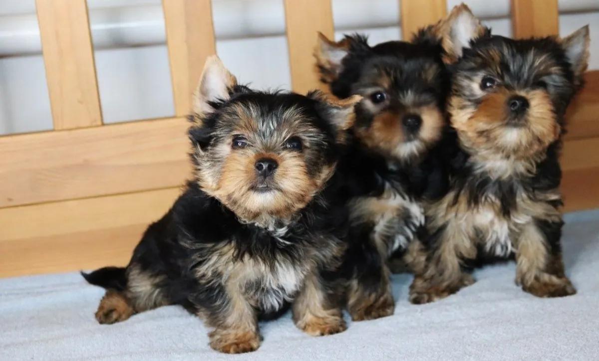 Yorkie Puppies 