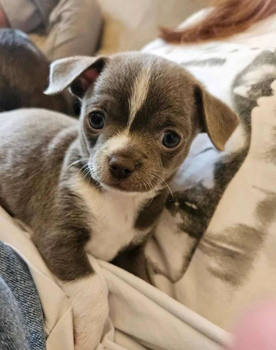 Chihuahua puppies