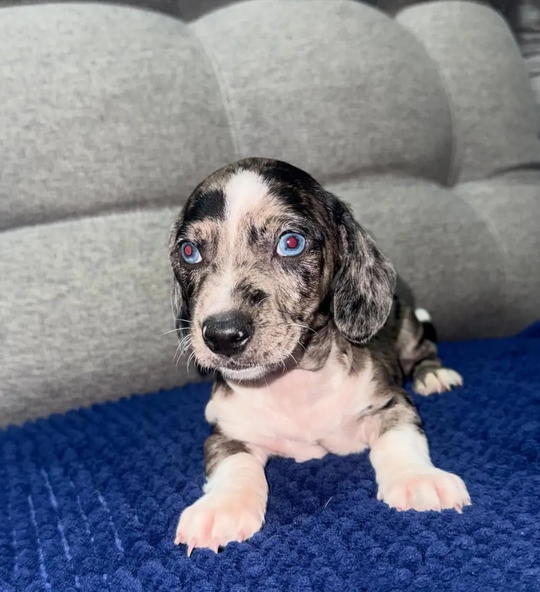 Chiot Teckel Prêt à Trouver une Nouvelle Famille 34 632 000221