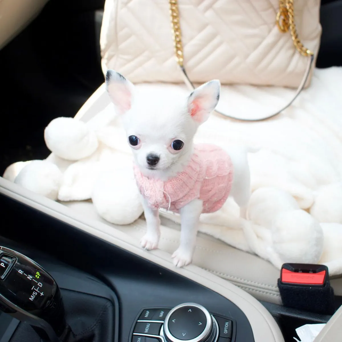 chihuahua toy