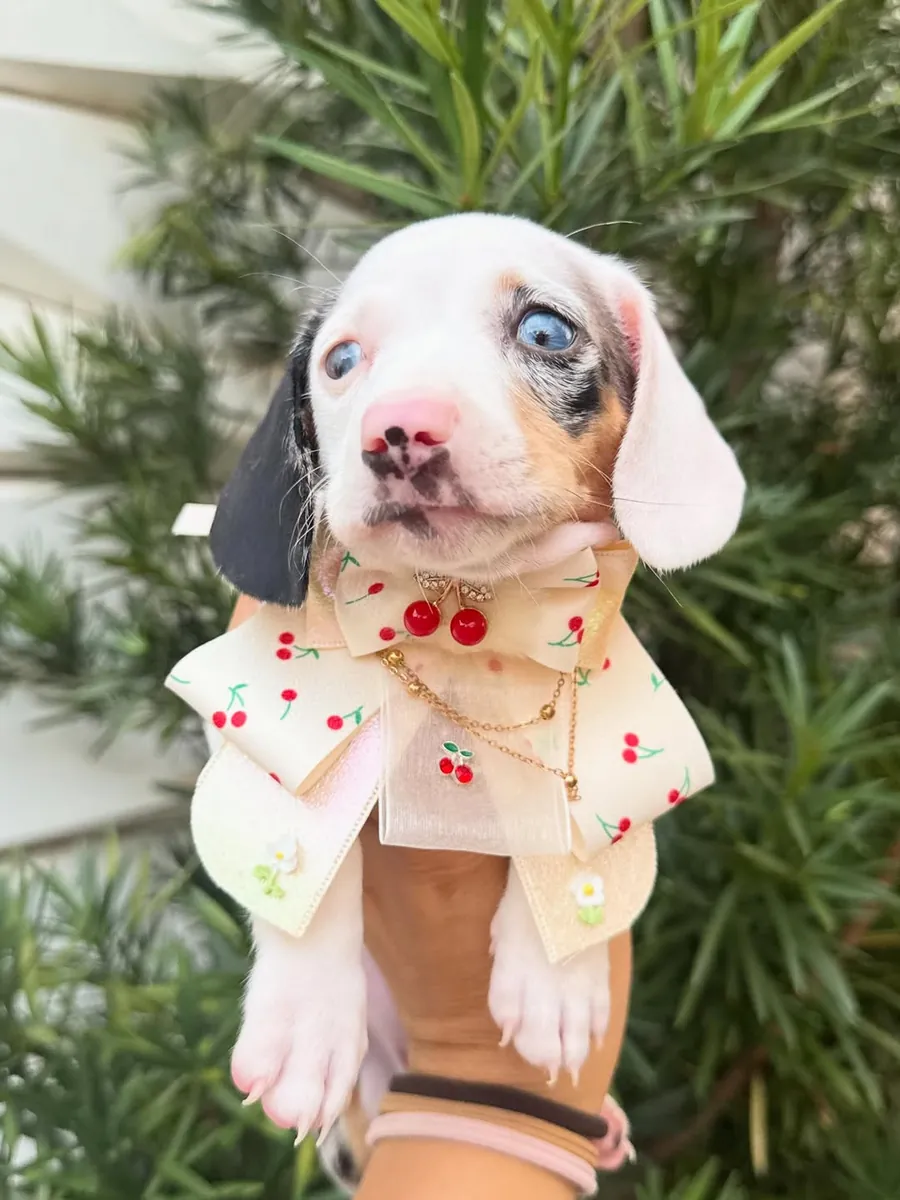 Chiot Teckel Cherche un Foyer Plein d'Amour 34 632 000 221