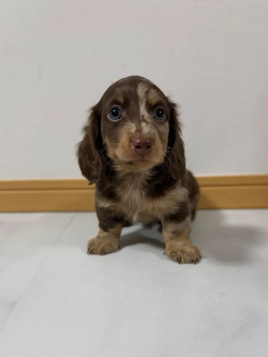Chiot Teckel Disponible pour une Famille Responsable 34 632 000 221