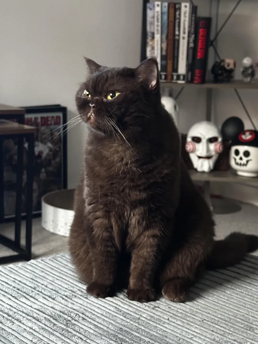 Kolay kedi, benim açımdan yanlış zamanlama.