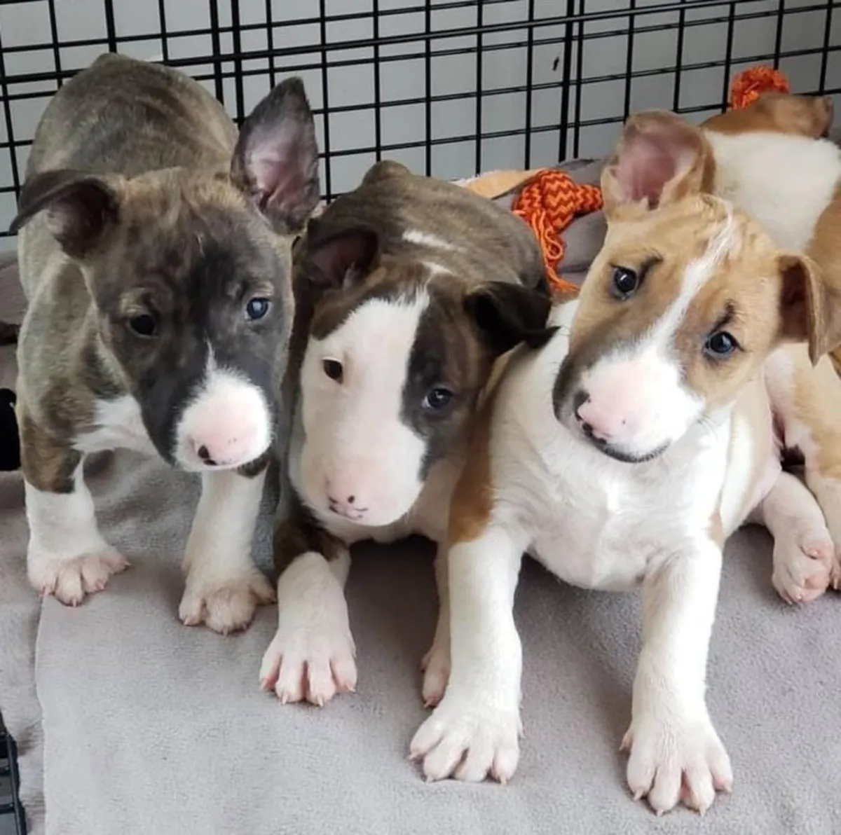 Chiot Bull Terrier Cherche une Famille Spéciale 34 632 000 221