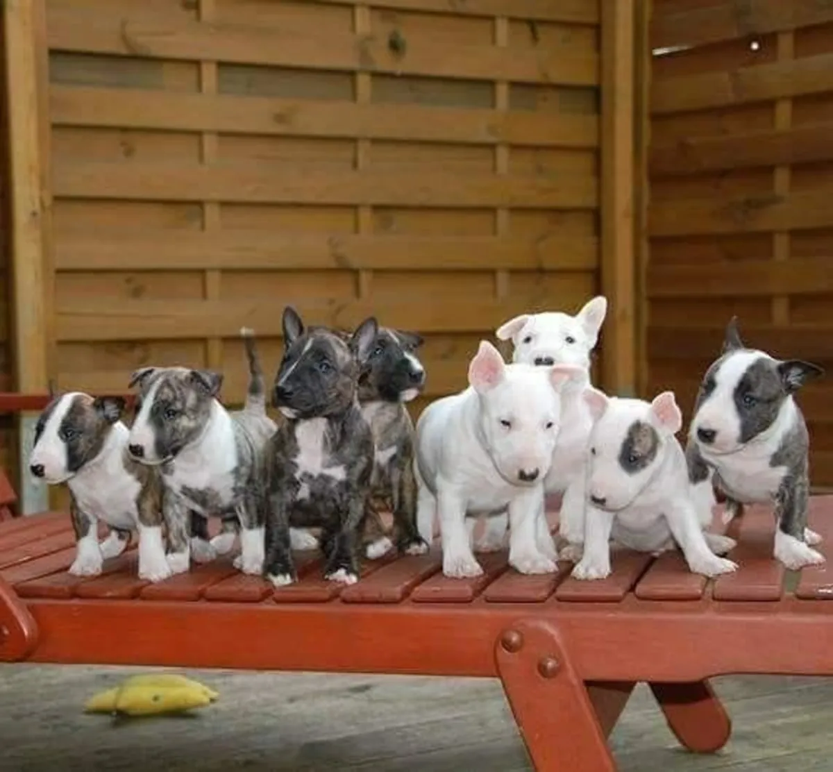 Charmant et Joueur Chiot Bull Terrier 34 632 000 221
