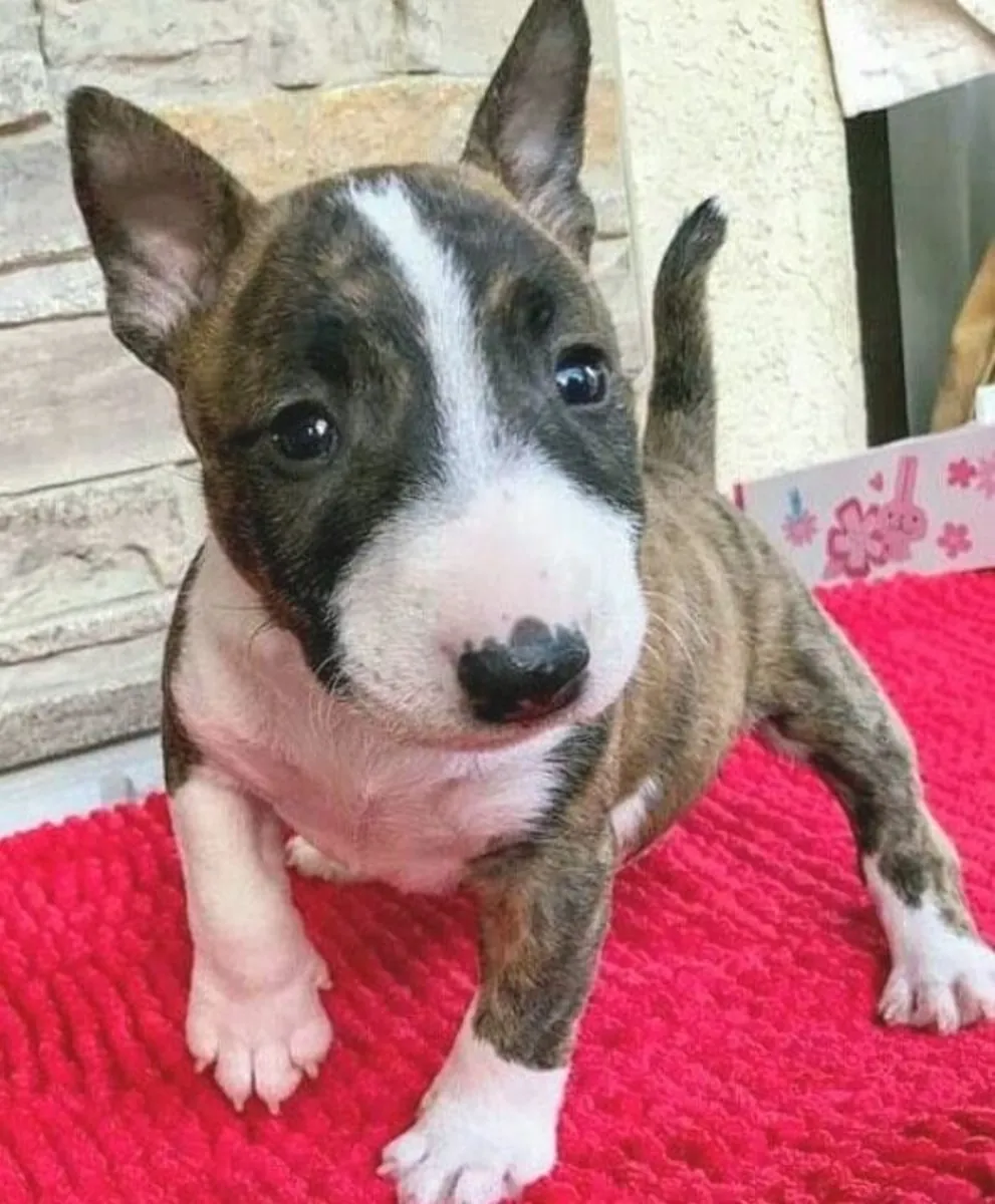 Chiot Bull Terrier Doux et Charmant 34 632 000 221