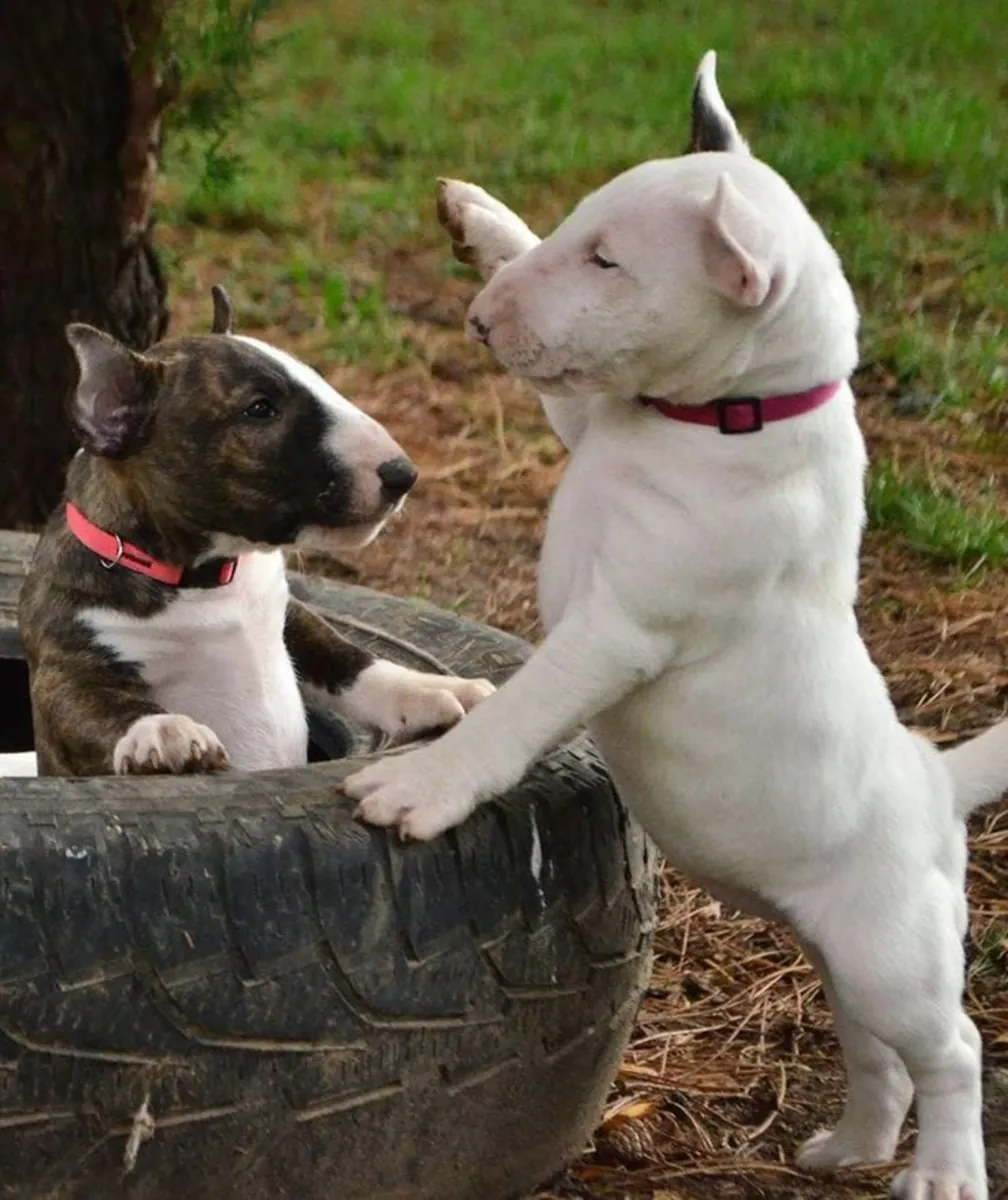 Chiot Bull Terrier Parfait pour une Famille 34 632 000 221