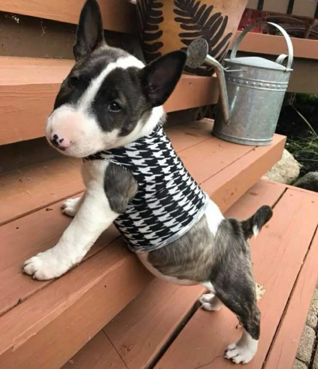 Cachorro Bull Terrier Alegre y Cariñoso 34 632 000 221