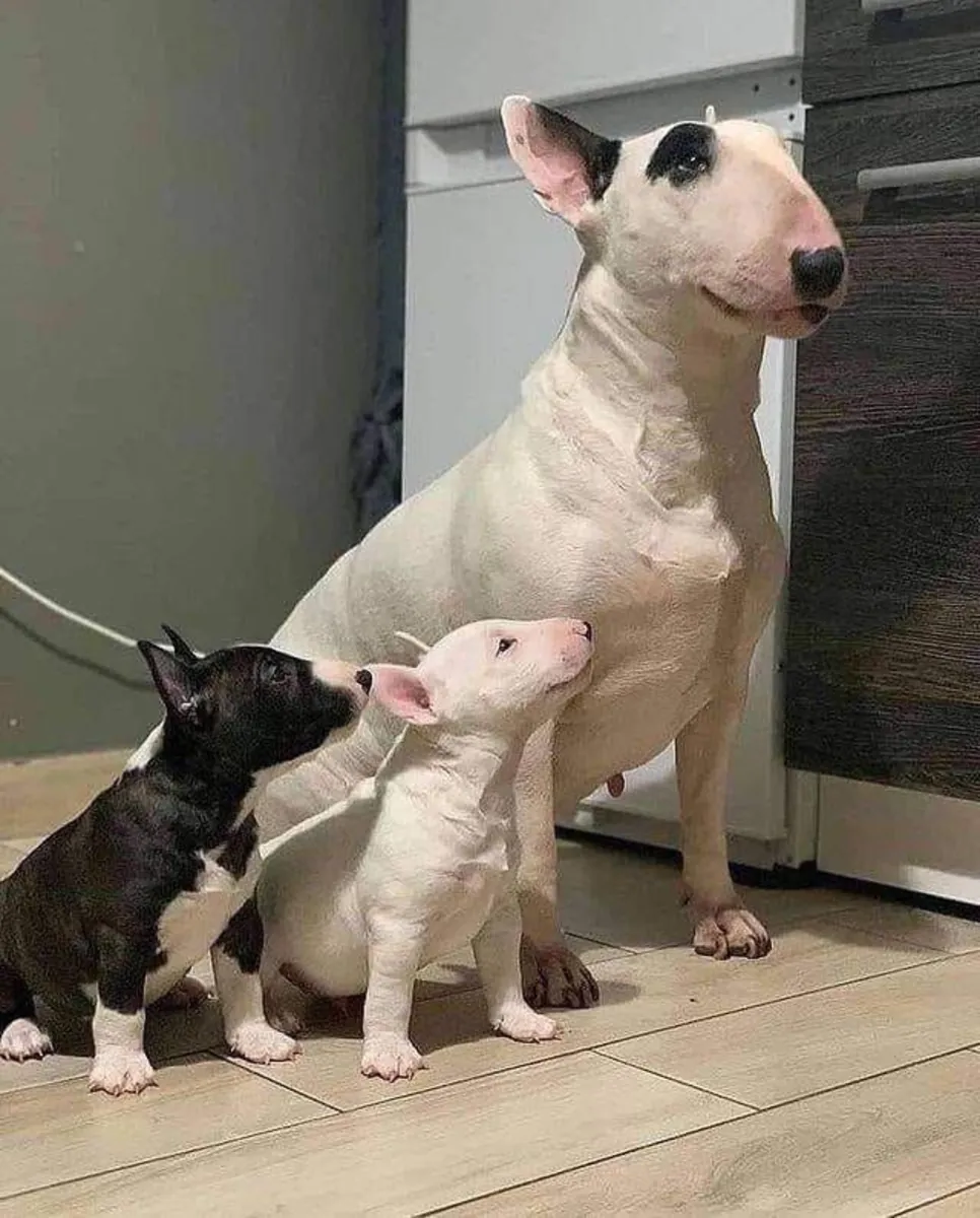 Cachorro Bull Terrier Busca un Hogar Cariñoso 34 632 000 221